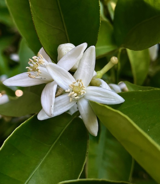 white flower